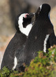 Jackass Penguin