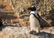 Jackass Penguin