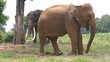 Thai elephant