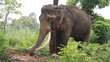 Thai elephant