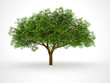 ISOLATED LEAFY TREE