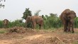 Thai elephant