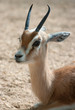 Gazella dorcas neglecta