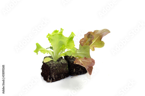 Photo: salades salades