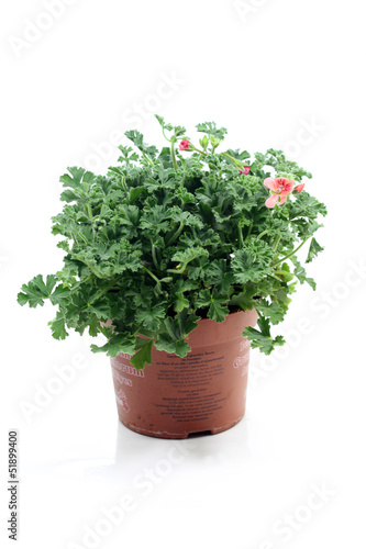 Photo: pélargonium pélargonium