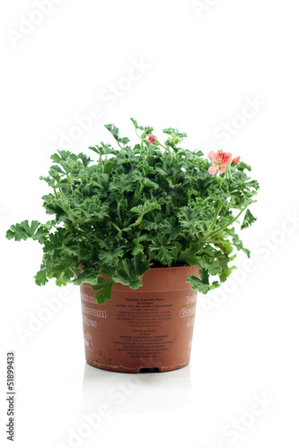 Photo: pélargonium pélargonium