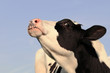 Foto: Cow Cow