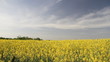 Yellow flower field, oilseed rape