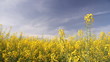 Yellow flower field, oilseed rape