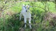 baby goat