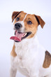 Jack russell portrait
