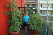 baby on his orchard in fact with pots on a terrace of an apartme