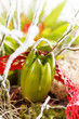 nature background