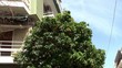 Orange tree with a fruit on the street of Athens