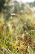 Summer and Cobwebs