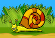Vector: snail mollusk cartoon illustration snail mollusk cartoon illustration