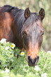 Quarter Horse in Blumen