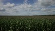 Corn field on a bright sunny day with Blue skies