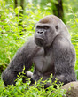 Lowland gorilla