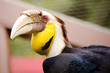 Close up portrait of wreathed hornbill