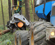 The harvester working in a forest.