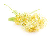 Photo: Linden flowers isolated on white background Linden flowers isolated on white background
