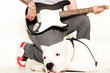 Foto: gitarre und Hund gitarre und Hund