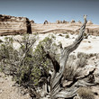 wood and delicate arch