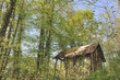 Photo: cabane dans la forêt cabane dans la forêt