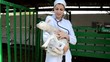 doctor in a white coat examines the lamb on the farm