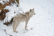Tundra wolf (Canis lupus arctos) on the snow