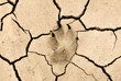 Animal footprint in the ground
