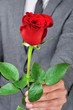 a rose for you
