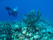 Photo: scubadiver scubadiver