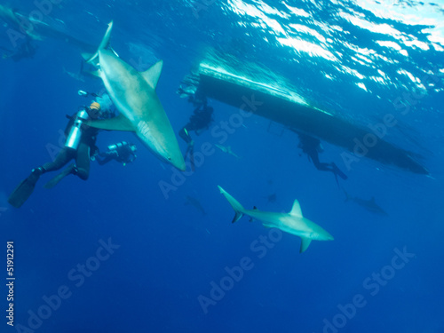 Photo: Caribbean reef sharks (Carcharhinus perezi) and divers Caribbean reef sharks (Carcharhinus perezi) and divers