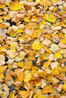 yellow leaves on the road in autumn