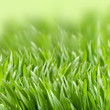 Grass collage