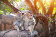 Foto: Monkeys in India Monkeys in India