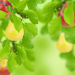 Yellow and red pear