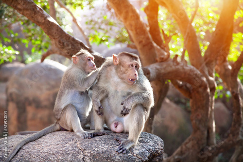 Photo: Monkeys in India Monkeys in India