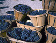 Blue wine grapes in wicker baskets