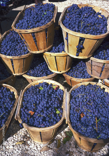 Photo: Blue wine grapes in wicker baskets Blue wine grapes in wicker baskets