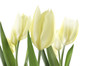 tulipany
