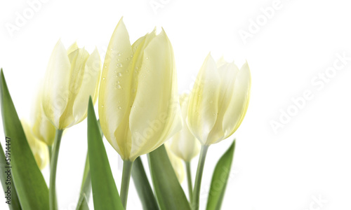 Photo: tulipany tulipany
