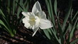 Video: White daffodil White daffodil