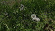 Video: Dandelion seed heads Dandelion seed heads