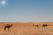 Dromedare in der Sahara