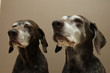 Senior pointer Sisters, almost 13 years old