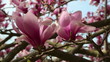 Pink tulip magnolia blossoms