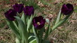 Video: Purple tulips popping up through the grass outdoors Purple tulips popping up through the grass outdoors